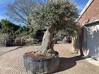 Olijfboom bonsai xxl - olea europaea - ca. 250 jaar oud - hoogte ca. 290 cm - afbeelding 5 van  17