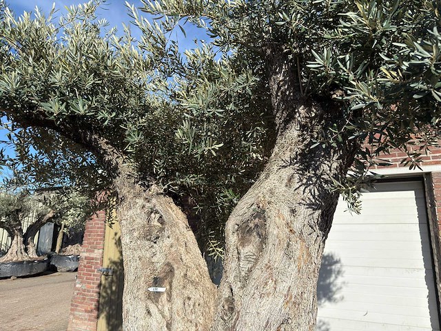 Olijfboom bonsai xxl - olea europaea - ca. 250 jaar oud - hoogte ca. 290 cm - afbeelding 7 van  17