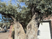 Olijfboom bonsai xxl - olea europaea - ca. 250 jaar oud - hoogte ca. 290 cm - afbeelding 7 van  17