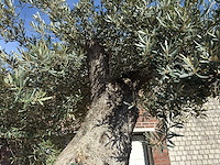 Olijfboom bonsai xxl - olea europaea - ca. 250 jaar oud - hoogte ca. 290 cm - afbeelding 9 van  17