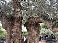 Olijfboom bonsai xxl - olea europaea - ca. 250 jaar oud - hoogte ca. 290 cm - afbeelding 2 van  15