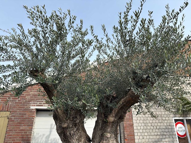 Olijfboom bonsai xxl - olea europaea - ca. 250 jaar oud - hoogte ca. 290 cm - afbeelding 3 van  15
