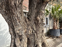 Olijfboom bonsai xxl - olea europaea - ca. 250 jaar oud - hoogte ca. 290 cm - afbeelding 4 van  15