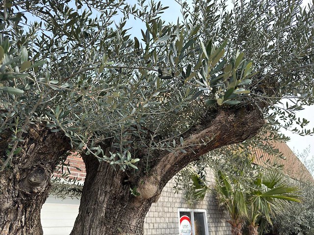 Olijfboom bonsai xxl - olea europaea - ca. 250 jaar oud - hoogte ca. 290 cm - afbeelding 5 van  15