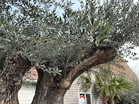 Olijfboom bonsai xxl - olea europaea - ca. 250 jaar oud - hoogte ca. 290 cm - afbeelding 5 van  15