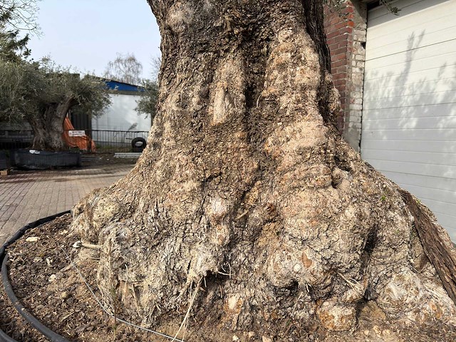 Olijfboom bonsai xxl - olea europaea - ca. 250 jaar oud - hoogte ca. 290 cm - afbeelding 6 van  15