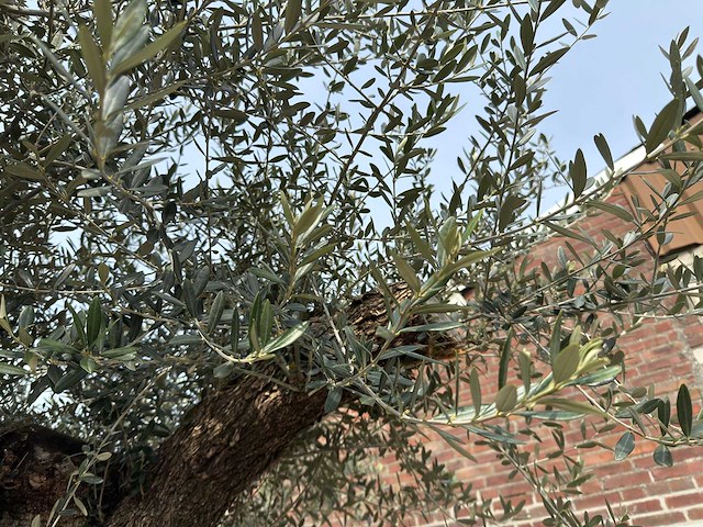 Olijfboom bonsai xxl - olea europaea - ca. 250 jaar oud - hoogte ca. 290 cm - afbeelding 7 van  15