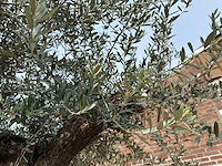 Olijfboom bonsai xxl - olea europaea - ca. 250 jaar oud - hoogte ca. 290 cm - afbeelding 7 van  15
