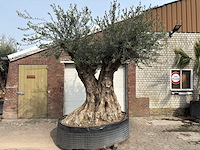 Olijfboom bonsai xxl - olea europaea - ca. 250 jaar oud - hoogte ca. 290 cm - afbeelding 1 van  15
