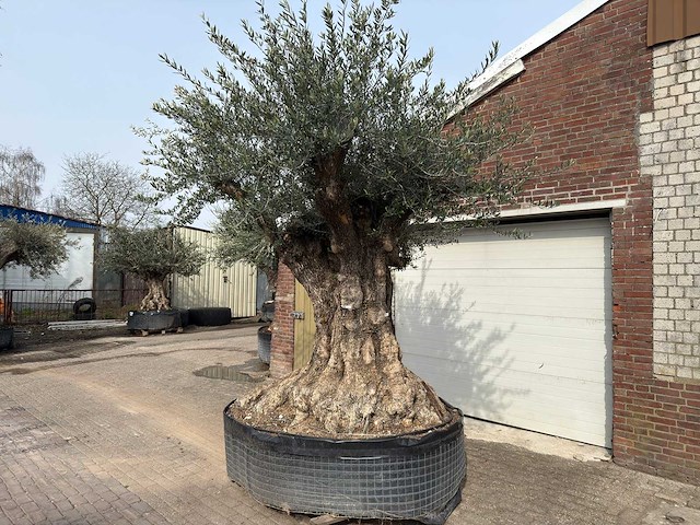 Olijfboom bonsai xxl - olea europaea - ca. 250 jaar oud - hoogte ca. 290 cm - afbeelding 8 van  15