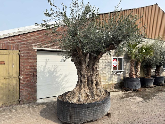 Olijfboom bonsai xxl - olea europaea - ca. 250 jaar oud - hoogte ca. 290 cm - afbeelding 9 van  15