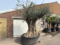 Olijfboom bonsai xxl - olea europaea - ca. 250 jaar oud - hoogte ca. 290 cm - afbeelding 9 van  15