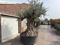 Olijfboom bonsai xxl - olea europaea - ca. 250 jaar oud - hoogte ca. 290 cm - afbeelding 10 van  15