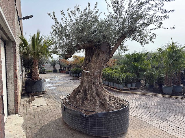 Olijfboom bonsai xxl - olea europaea - ca. 250 jaar oud - hoogte ca. 290 cm - afbeelding 11 van  15