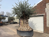 Olijfboom bonsai xxl - olea europaea - ca. 250 jaar oud - hoogte ca. 290 cm - afbeelding 12 van  15