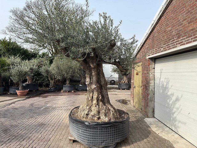 Olijfboom bonsai xxl - olea europaea - ca. 250 jaar oud - hoogte ca. 290 cm - afbeelding 13 van  15
