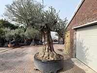 Olijfboom bonsai xxl - olea europaea - ca. 250 jaar oud - hoogte ca. 290 cm - afbeelding 13 van  15