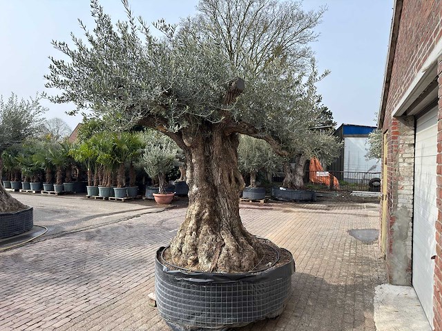 Olijfboom bonsai xxl - olea europaea - ca. 250 jaar oud - hoogte ca. 290 cm - afbeelding 14 van  15