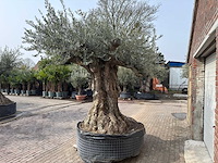 Olijfboom bonsai xxl - olea europaea - ca. 250 jaar oud - hoogte ca. 290 cm - afbeelding 14 van  15