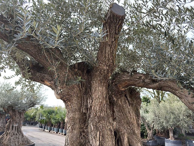 Olijfboom bonsai xxl - olea europaea - ca. 250 jaar oud - hoogte ca. 290 cm - afbeelding 15 van  15
