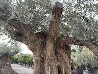 Olijfboom bonsai xxl - olea europaea - ca. 250 jaar oud - hoogte ca. 290 cm - afbeelding 15 van  15