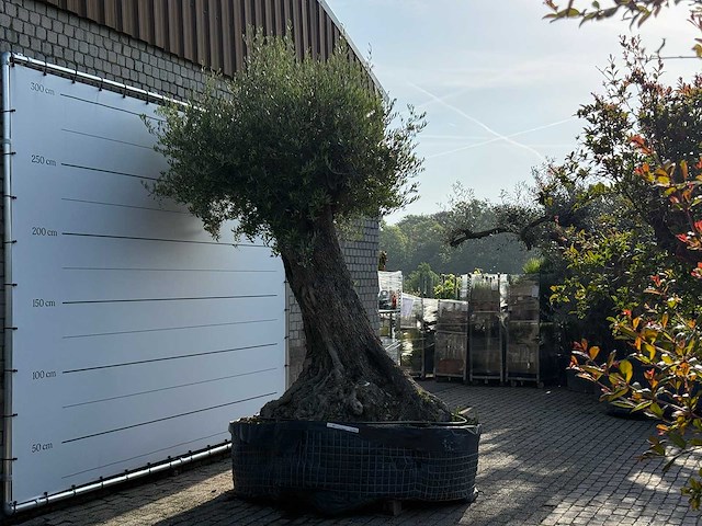 Olijfboom bonsai xxl - olea europaea - ca. 250 jaar oud - hoogte ca. 300 cm - afbeelding 10 van  15