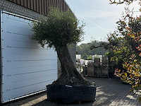 Olijfboom bonsai xxl - olea europaea - ca. 250 jaar oud - hoogte ca. 300 cm - afbeelding 10 van  15