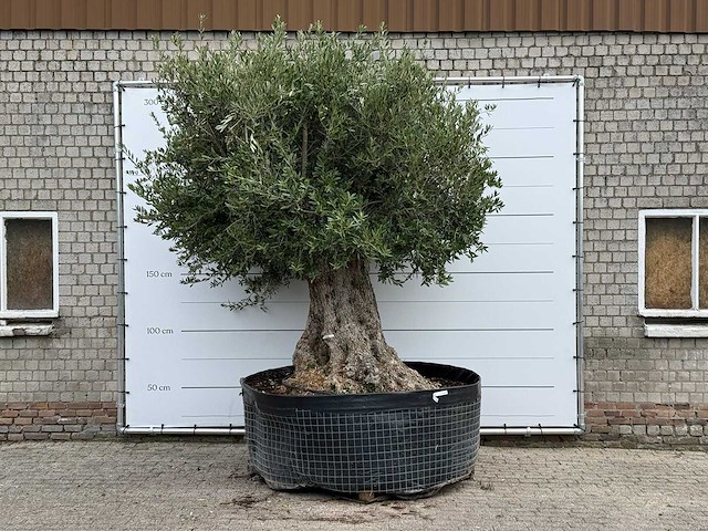 Olijfboom bonsai xxl - olea europaea - ca. 250 jaar oud - hoogte ca. 300 cm - afbeelding 1 van  6