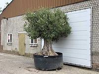 Olijfboom bonsai xxl - olea europaea - ca. 250 jaar oud - hoogte ca. 300 cm - afbeelding 2 van  6