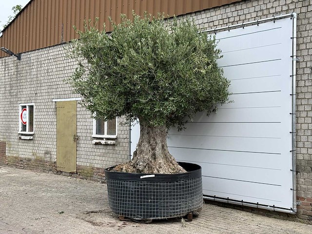 Olijfboom bonsai xxl - olea europaea - ca. 250 jaar oud - hoogte ca. 300 cm - afbeelding 3 van  6