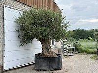 Olijfboom bonsai xxl - olea europaea - ca. 250 jaar oud - hoogte ca. 300 cm - afbeelding 4 van  6