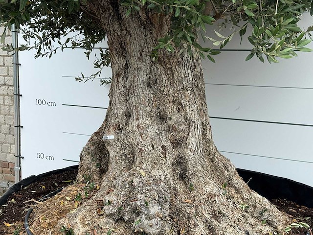 Olijfboom bonsai xxl - olea europaea - ca. 250 jaar oud - hoogte ca. 300 cm - afbeelding 5 van  6