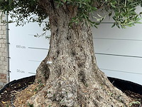 Olijfboom bonsai xxl - olea europaea - ca. 250 jaar oud - hoogte ca. 300 cm - afbeelding 5 van  6