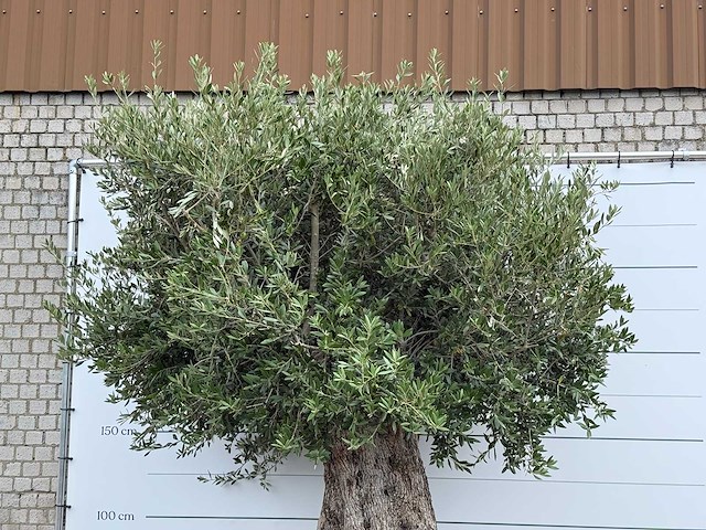 Olijfboom bonsai xxl - olea europaea - ca. 250 jaar oud - hoogte ca. 300 cm - afbeelding 6 van  6