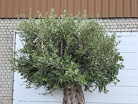 Olijfboom bonsai xxl - olea europaea - ca. 250 jaar oud - hoogte ca. 300 cm - afbeelding 6 van  6