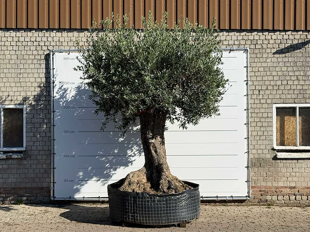 Olijfboom bonsai xxl - olea europaea - ca. 250 jaar oud - hoogte ca. 300 cm - afbeelding 1 van  5