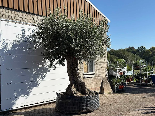 Olijfboom bonsai xxl - olea europaea - ca. 250 jaar oud - hoogte ca. 300 cm - afbeelding 3 van  5