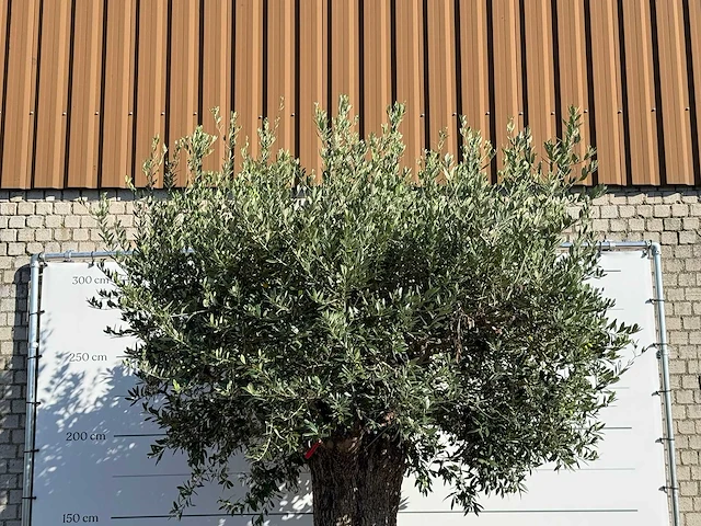 Olijfboom bonsai xxl - olea europaea - ca. 250 jaar oud - hoogte ca. 300 cm - afbeelding 4 van  5