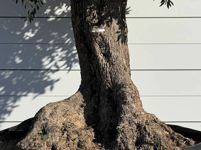 Olijfboom bonsai xxl - olea europaea - ca. 250 jaar oud - hoogte ca. 300 cm - afbeelding 5 van  5