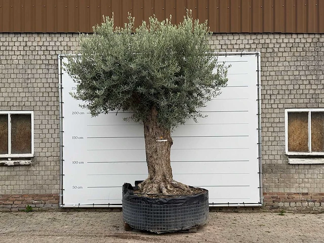 Olijfboom bonsai xxl - olea europaea - ca. 250 jaar oud - hoogte ca. 350 cm - afbeelding 1 van  4