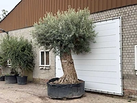 Olijfboom bonsai xxl - olea europaea - ca. 250 jaar oud - hoogte ca. 350 cm - afbeelding 2 van  4
