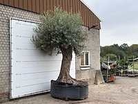 Olijfboom bonsai xxl - olea europaea - ca. 250 jaar oud - hoogte ca. 350 cm - afbeelding 3 van  4