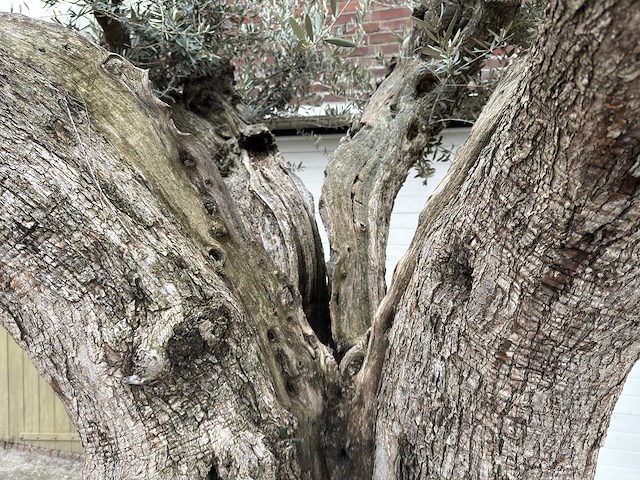 Olijfboom cieza xxl - olea europaea - 200 jaar oud - hoogte ca. 330 cm - afbeelding 2 van  8