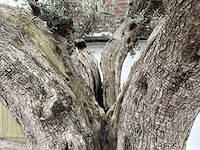 Olijfboom cieza xxl - olea europaea - 200 jaar oud - hoogte ca. 330 cm - afbeelding 2 van  8