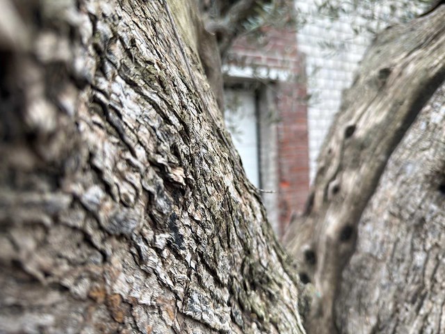 Olijfboom cieza xxl - olea europaea - 200 jaar oud - hoogte ca. 330 cm - afbeelding 3 van  8