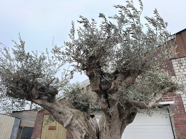 Olijfboom cieza xxl - olea europaea - 200 jaar oud - hoogte ca. 330 cm - afbeelding 8 van  8