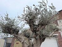 Olijfboom cieza xxl - olea europaea - 200 jaar oud - hoogte ca. 330 cm - afbeelding 8 van  8