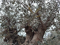 Olijfboom cieza xxl - olea europaea - 200 jaar oud - hoogte ca. 330 cm - afbeelding 4 van  8
