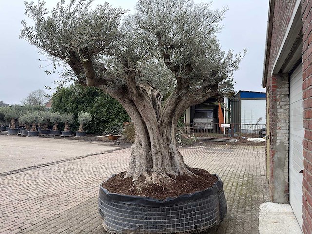Olijfboom cieza xxl - olea europaea - 200 jaar oud - hoogte ca. 330 cm - afbeelding 5 van  8