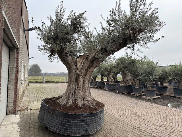 Olijfboom cieza xxl - olea europaea - 200 jaar oud - hoogte ca. 330 cm - afbeelding 6 van  8